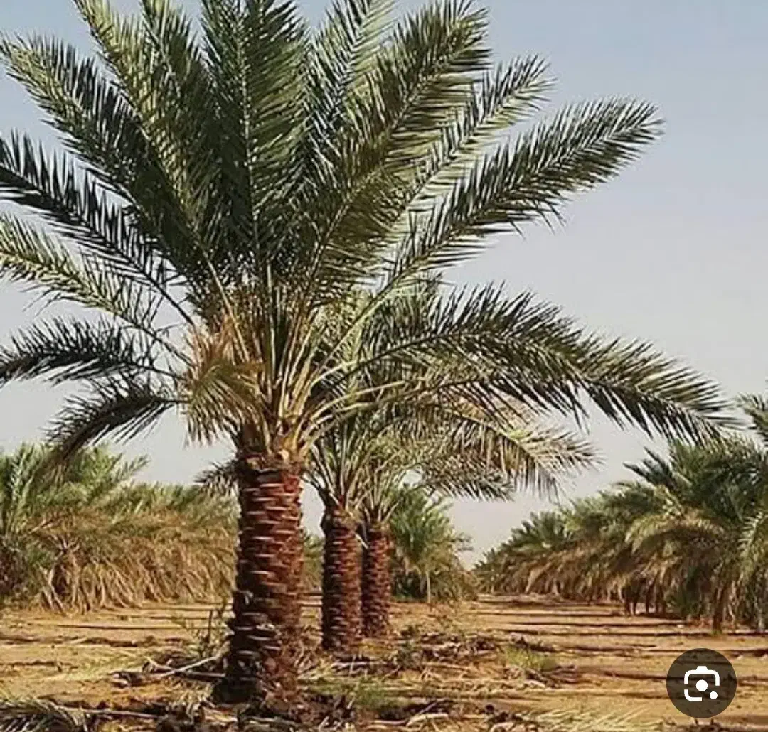 درخت  انصبایی میخام بم|خدمات باغبانی و درختکاری|بم, |دیوار