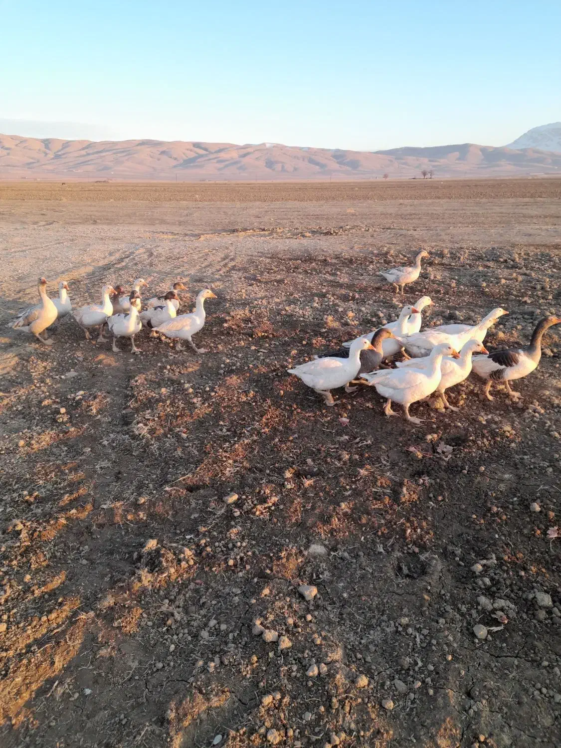 غاز****|حیوانات مزرعه|اسدآباد, |دیوار