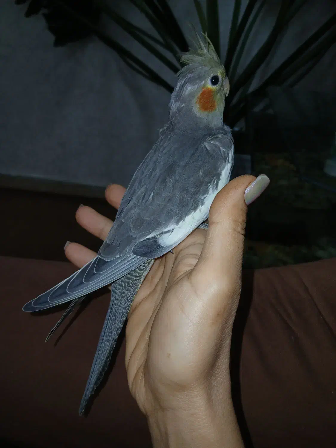 جوجه عروس هلندی|پرنده|اهواز, منبع اب|دیوار