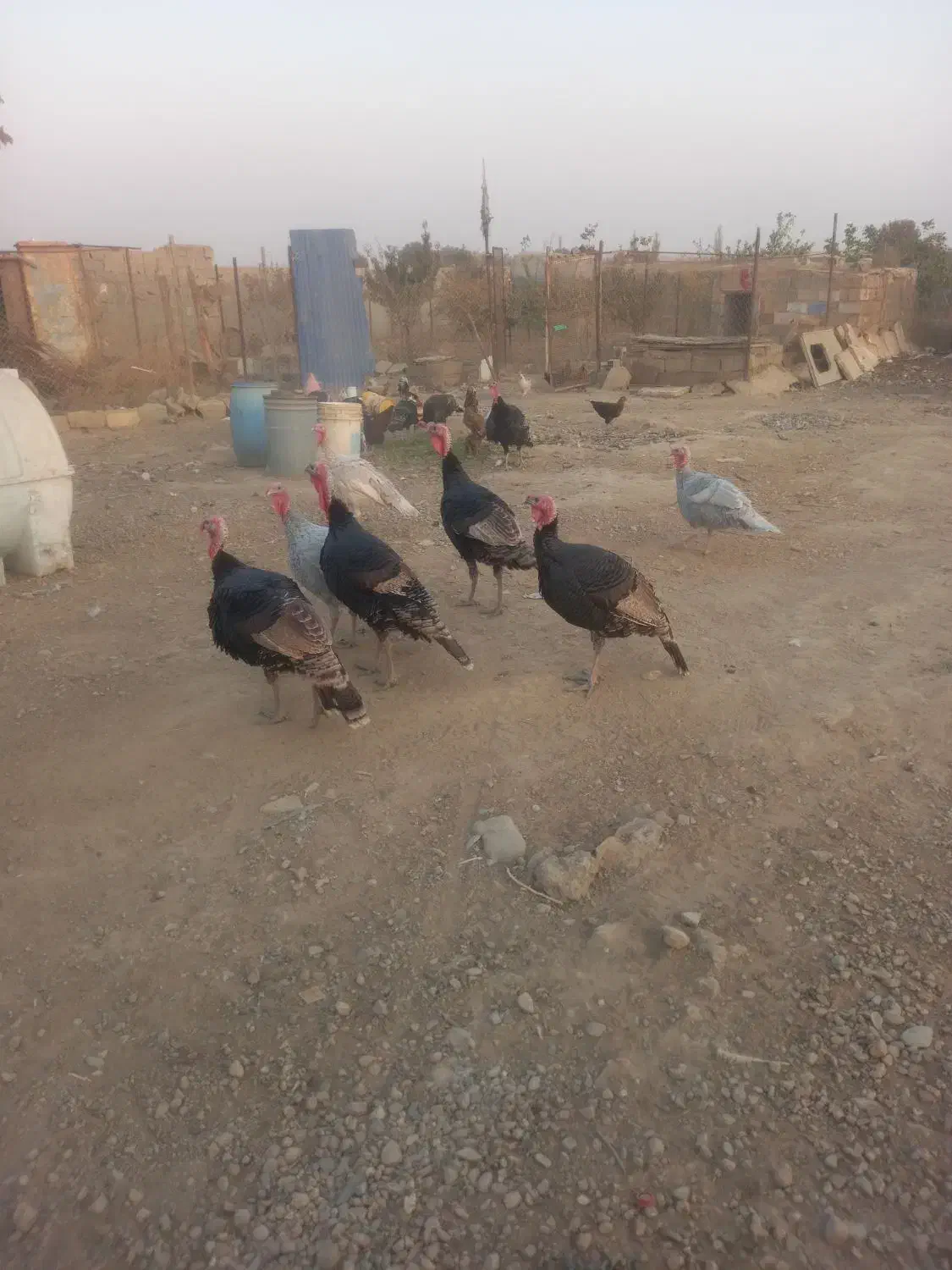 بوقلمون فروشی به علت کم بود جا|حیوانات مزرعه|هشتگرد, هشتگرد قدیم|دیوار