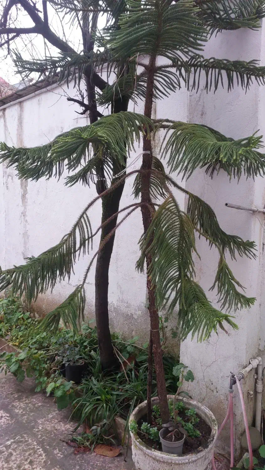 کاج مطبق|گل و گیاه طبیعی|رشت, چمارسرا|دیوار