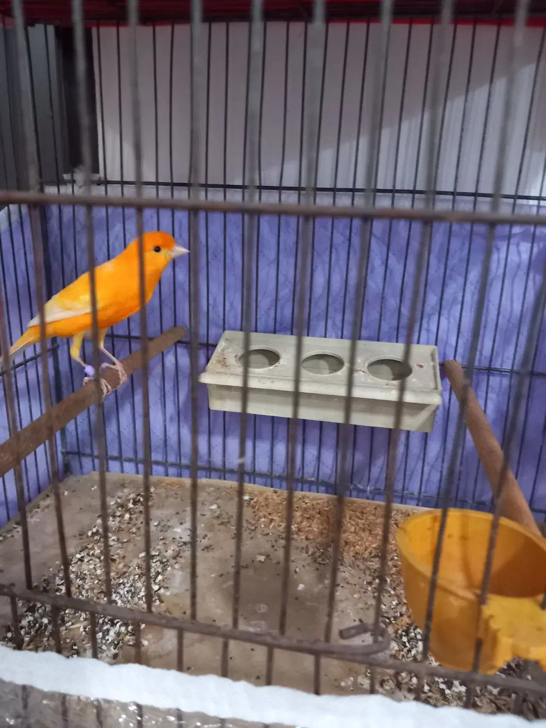 قناری نر بخون قرمز قدیم|پرنده|اردبیل, |دیوار