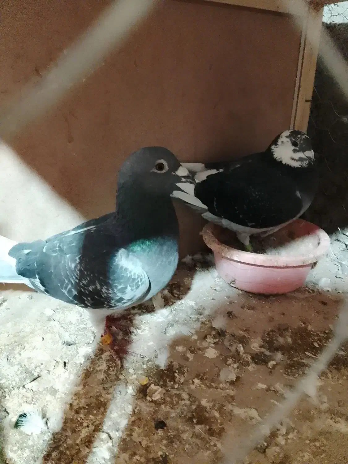 کفتر|پرنده|علی‌آباد کتول, |دیوار