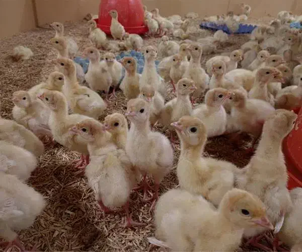 جوجه بوقلمون بیوتی|حیوانات مزرعه|زاوه, |دیوار