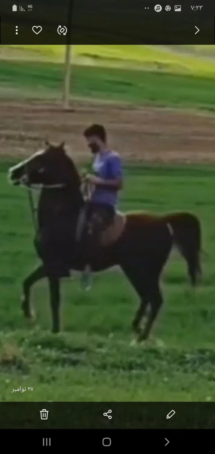 اسب کرد کره سهیل حیدر|اسب و تجهیزات اسبسواری|کرمانشاه, |دیوار