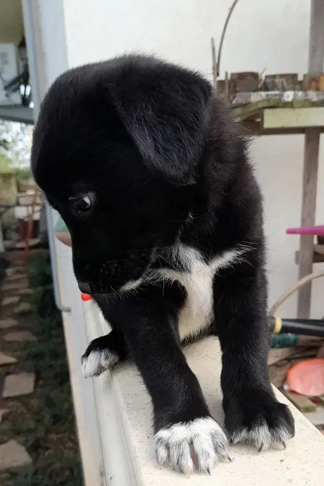 واگذاری توله‌های  گلدن،شکاری|سگ|رودسر, |دیوار