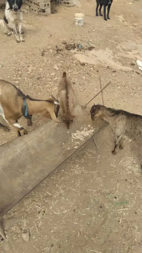 بز دوقلو زا ب همراه دوتا بزغاله|حیوانات مزرعه|فریدونشهر, |دیوار