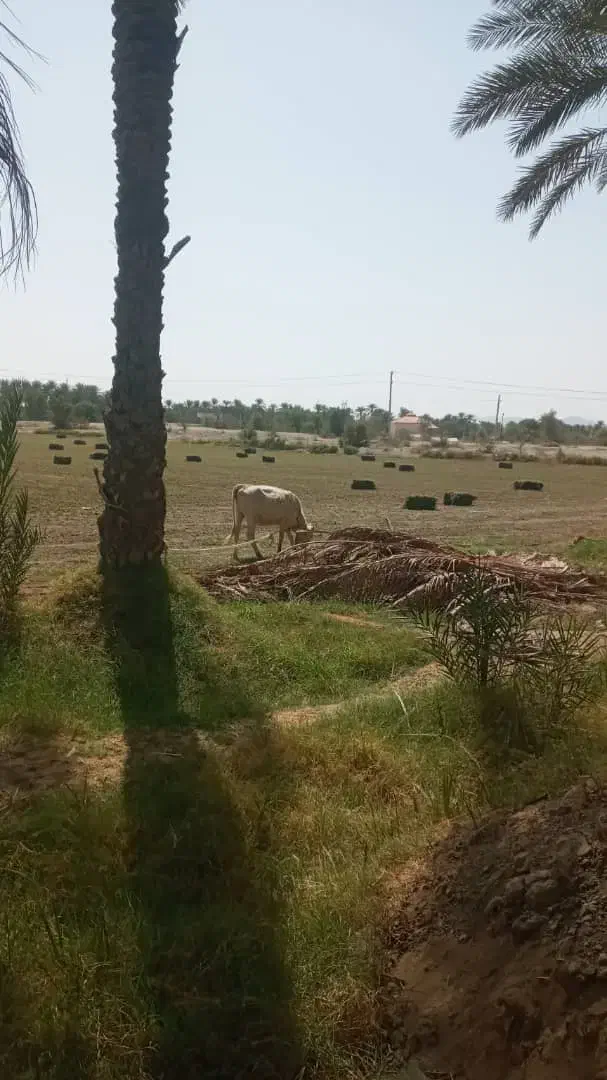 پرس یونجه|کلکسیون و سرگرمی|رودخانه, |دیوار
