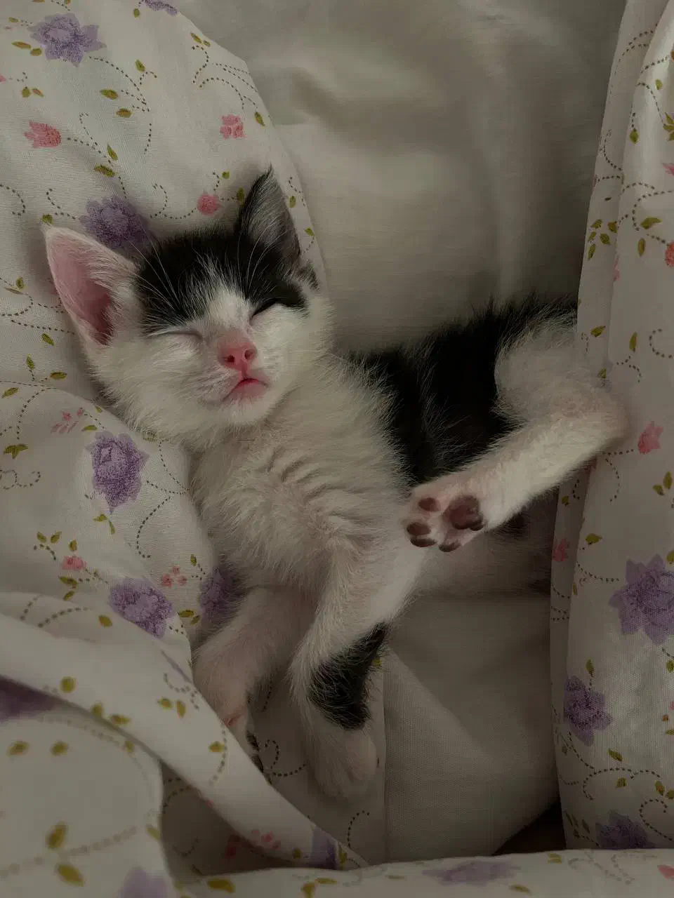 واگذاری میلو خانم|گربه|اردبیل, |دیوار