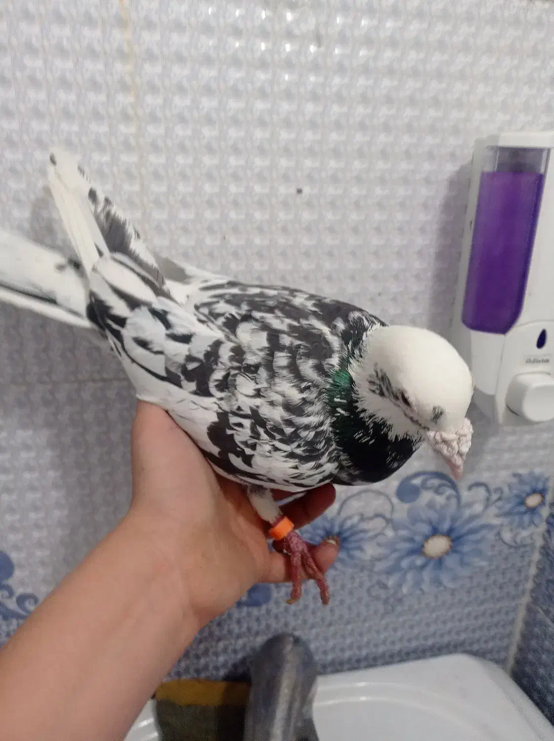 کبوتر|پرنده|شیراز, کوشک میدان|دیوار