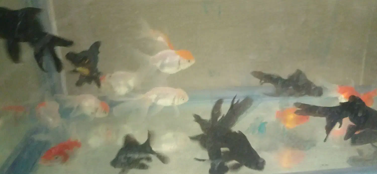 ماهی گوپی مولی سوارتل گلدفیش کت فیش کوریدوراس|ماهی|تهران, گلستان (شهرک راه آهن)|دیوار