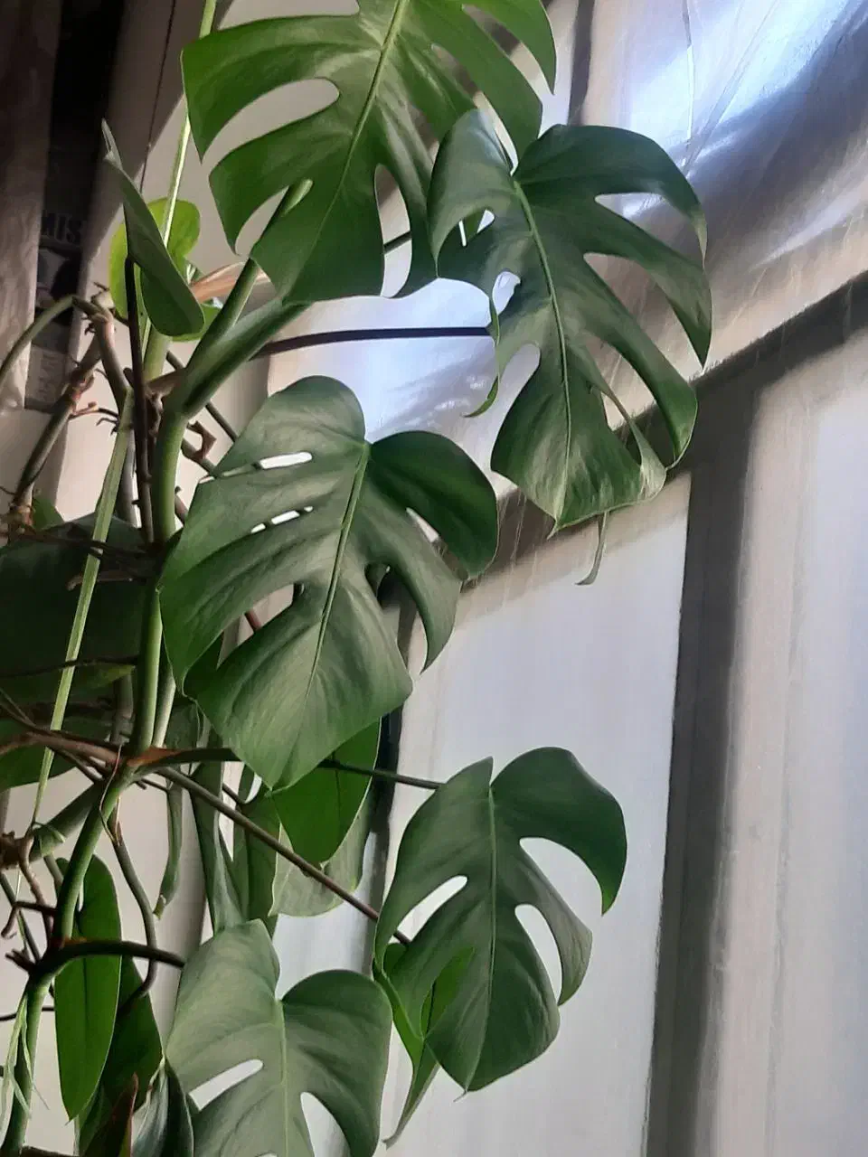 گلها والوراهای پرورش خانگی|گل و گیاه طبیعی|قم, شهرک مهدیه|دیوار