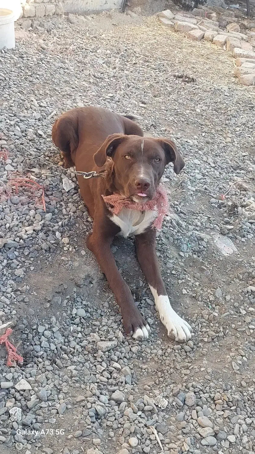 سگ پیت بول تریرآمریکایی|سگ|ساوه, |دیوار