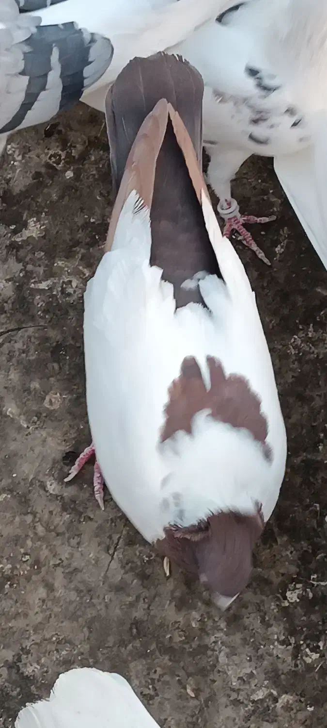 کبوتر تهرانی|پرنده|پاکدشت, پاکدشت (مامازند)|دیوار