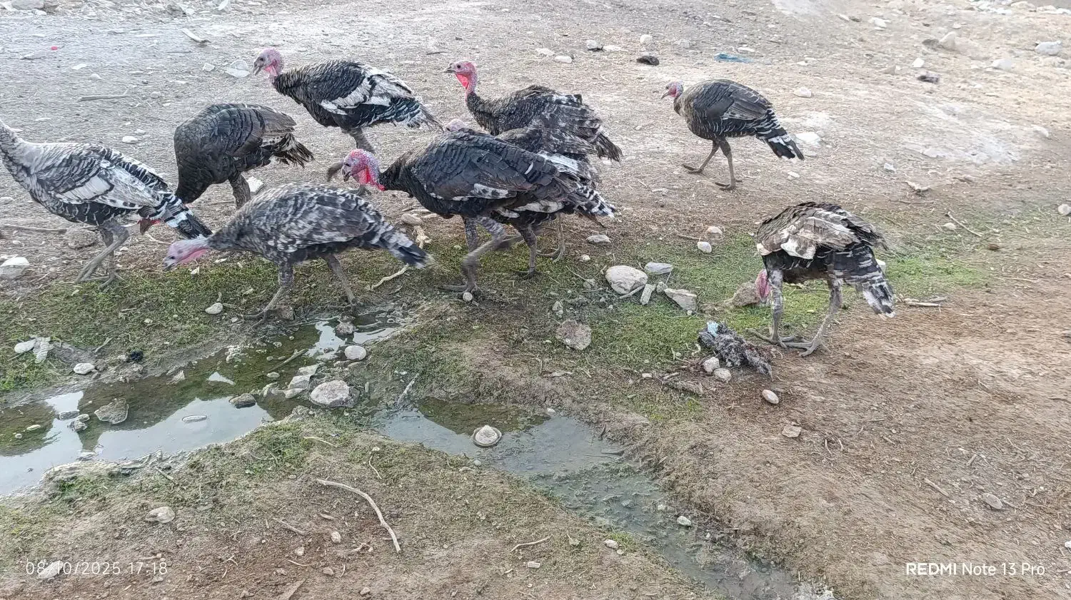 بوقلمون|حیوانات مزرعه|پلدختر, |دیوار