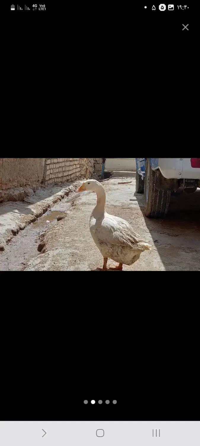 یک جفت غاز بالغ ،موقع تخم گزاری شون|حیوانات مزرعه|سملقان, |دیوار