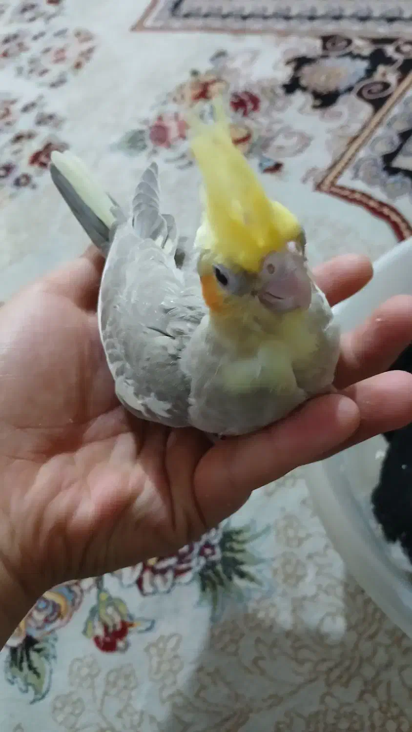 عروس هلندی|پرنده|ری, دولت‌آباد|دیوار