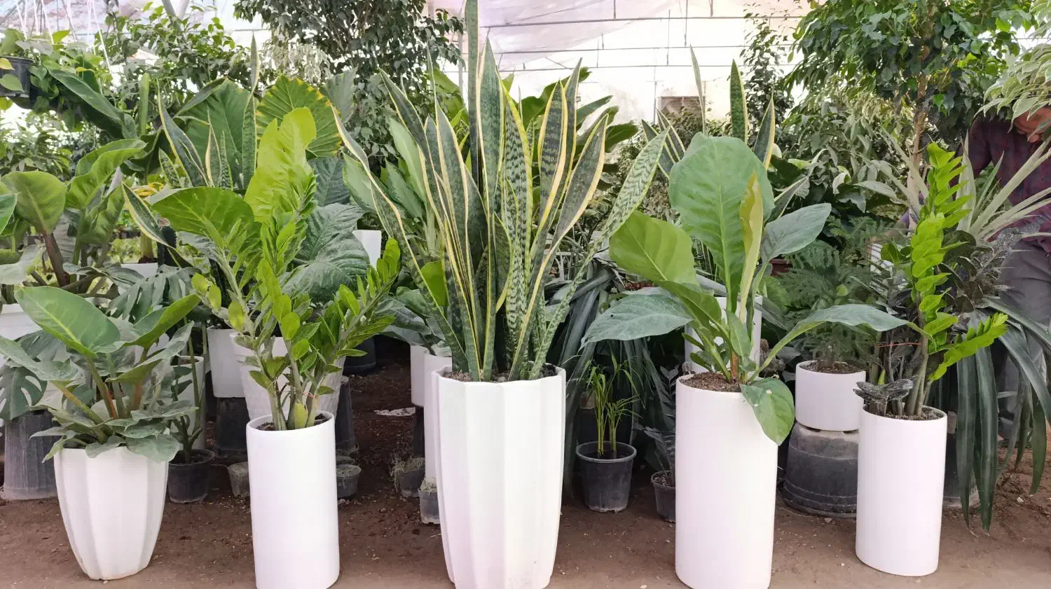 گل لوکس کادویی کد ۳۰۰۱|گل و گیاه طبیعی|تبریز, |دیوار