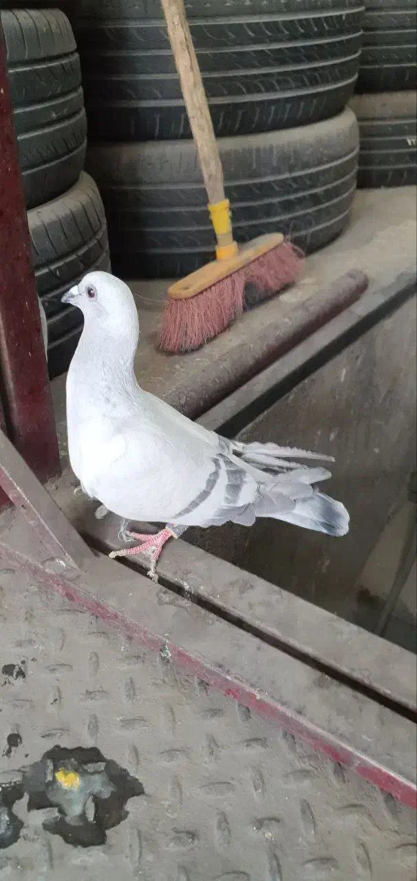 کبوتر|پرنده|مشهد, آبکوه|دیوار