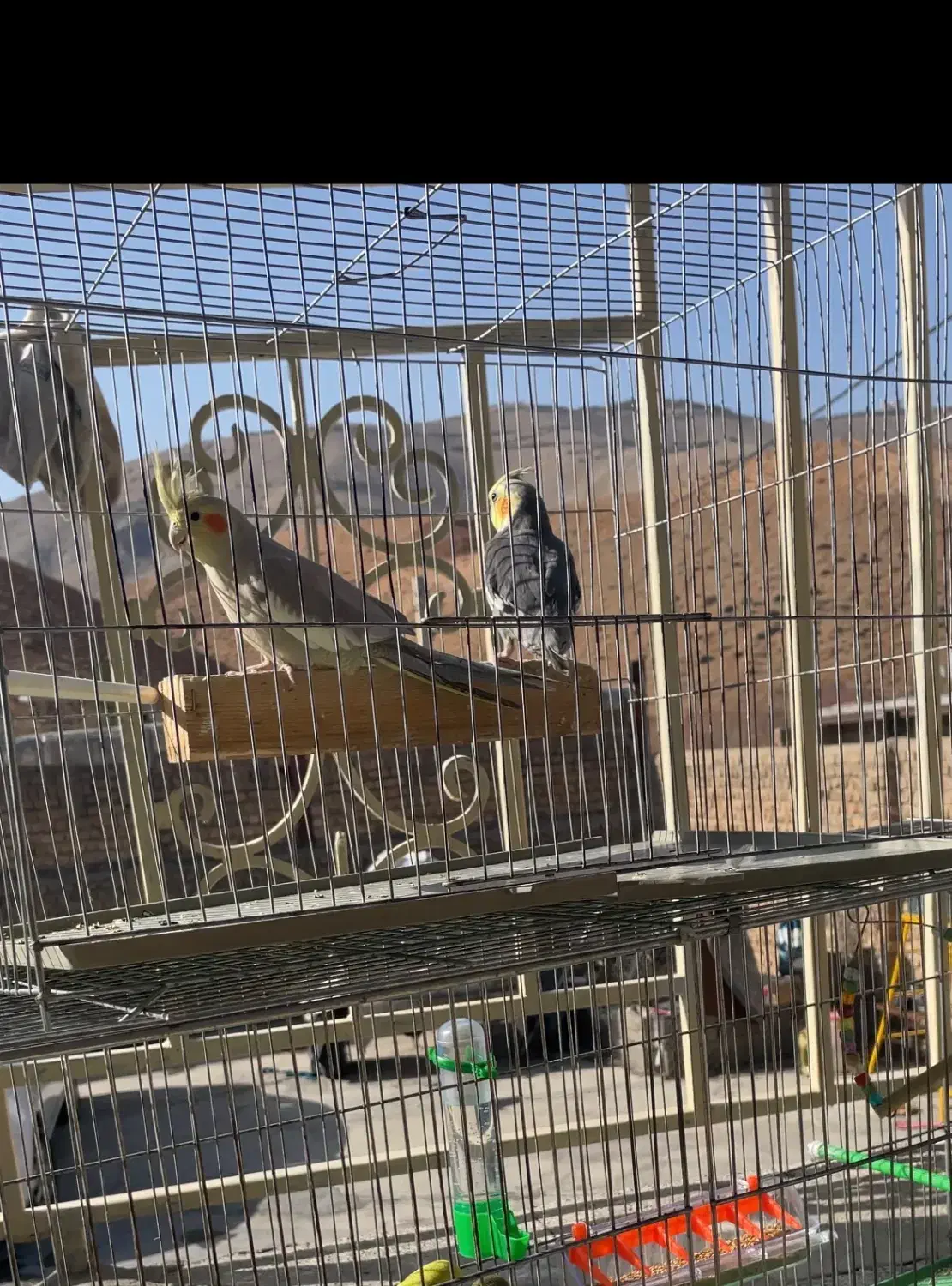 عروس هلندی یک جفت|پرنده|خرم‌آباد, |دیوار