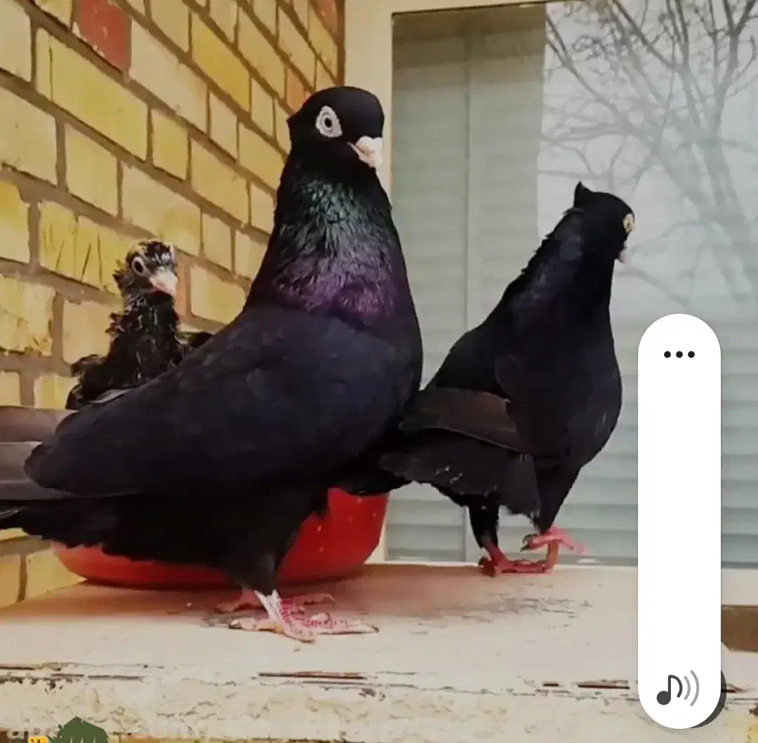 زاغ معاوضه جوجه پلاکی|پرنده|باغ ملک, |دیوار