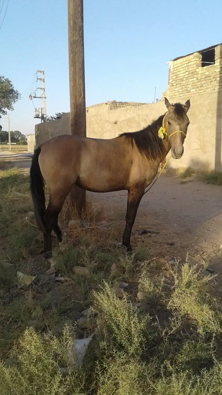 مادیان|اسب و تجهیزات اسب‌سواری|جوادآباد, |دیوار