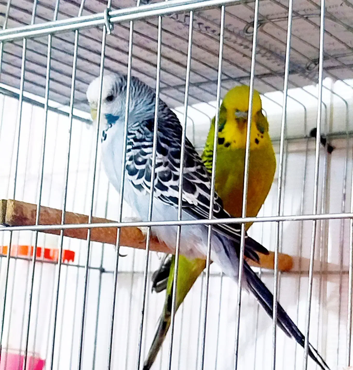 مرغ عشق|پرنده|مرودشت, سهل‌آباد|دیوار