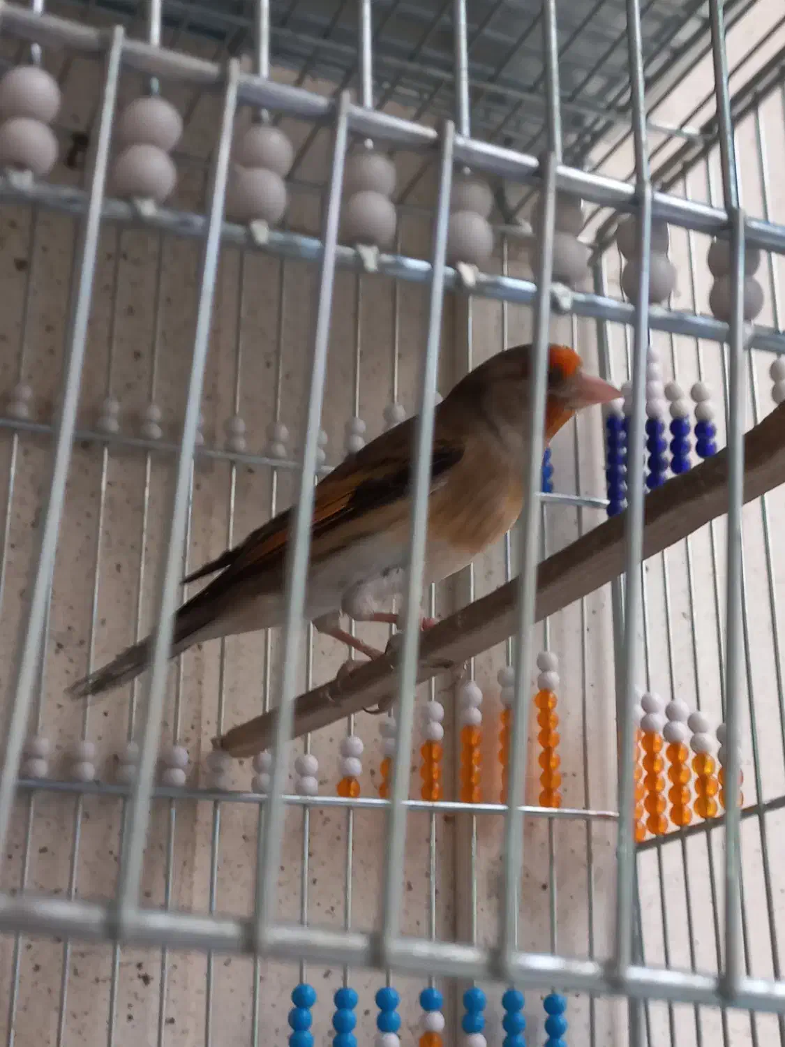 سهره قناری شلاقی بخون|پرنده|برخوار, |دیوار