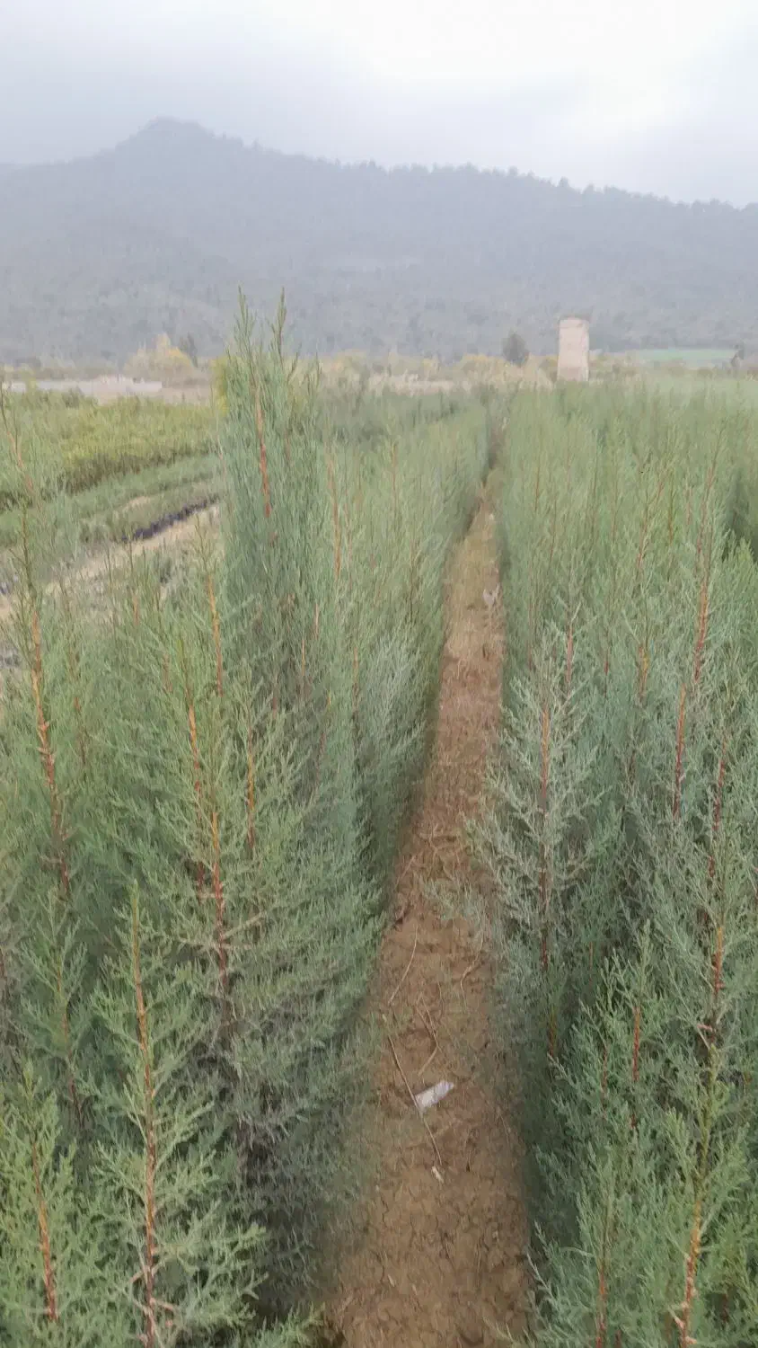 انواع نهال اوکالیپتوس و..|گل و گیاه طبیعی|قرق, |دیوار