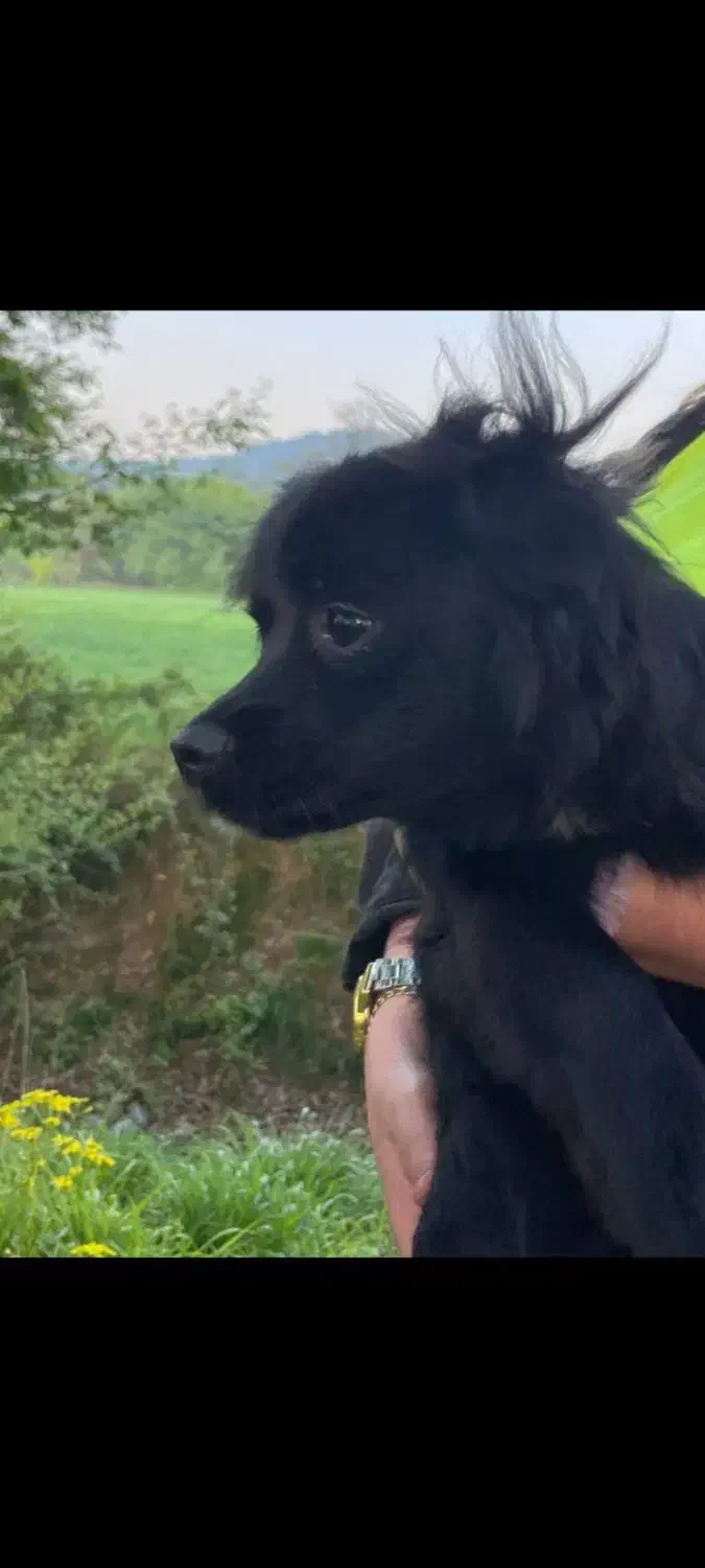 سگ پاکوتاه یک ساله حرف گوش کن|سگ|ساری, |دیوار