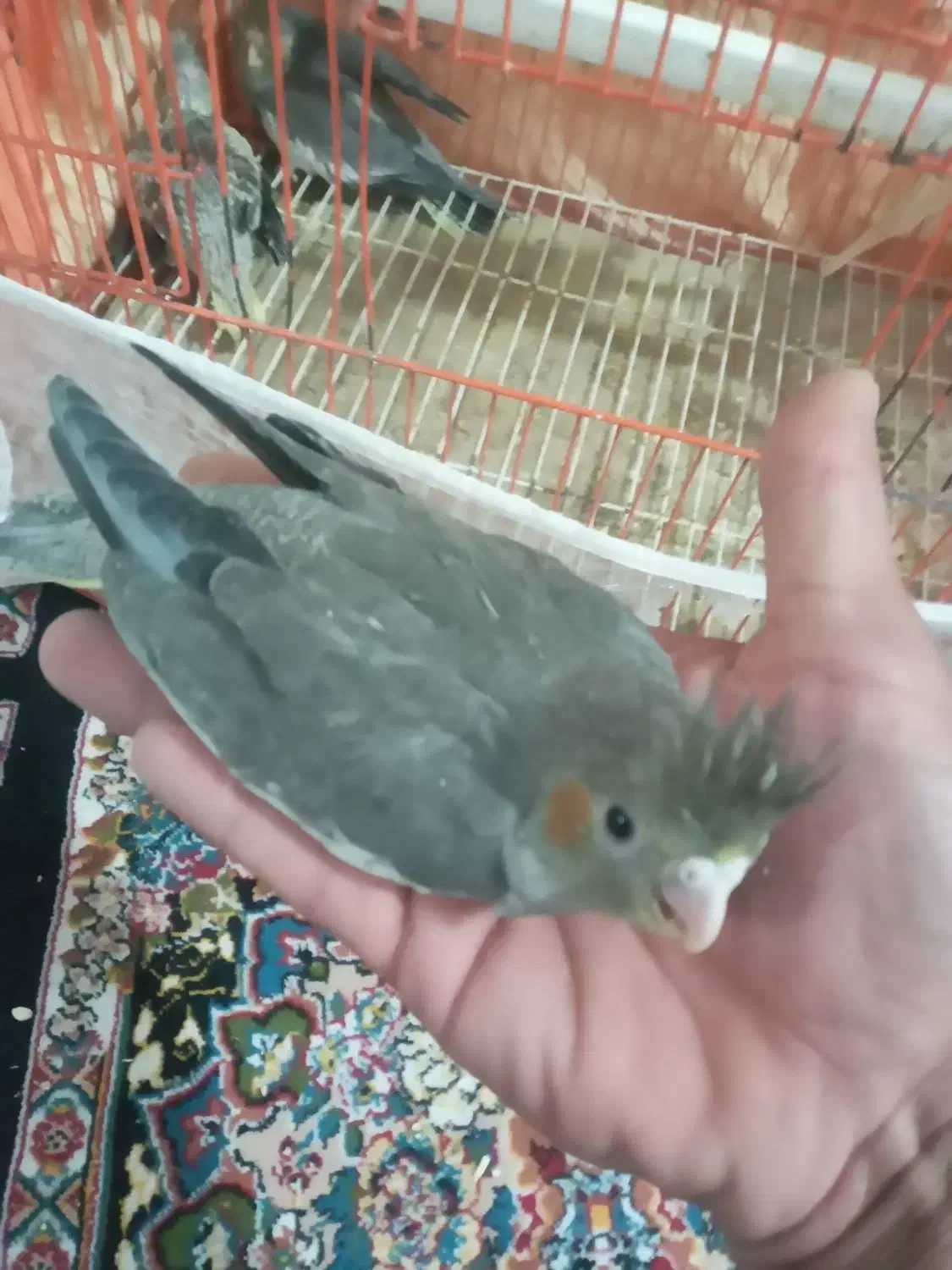 جوجه عروس هلندی|پرنده|زاهدان, |دیوار