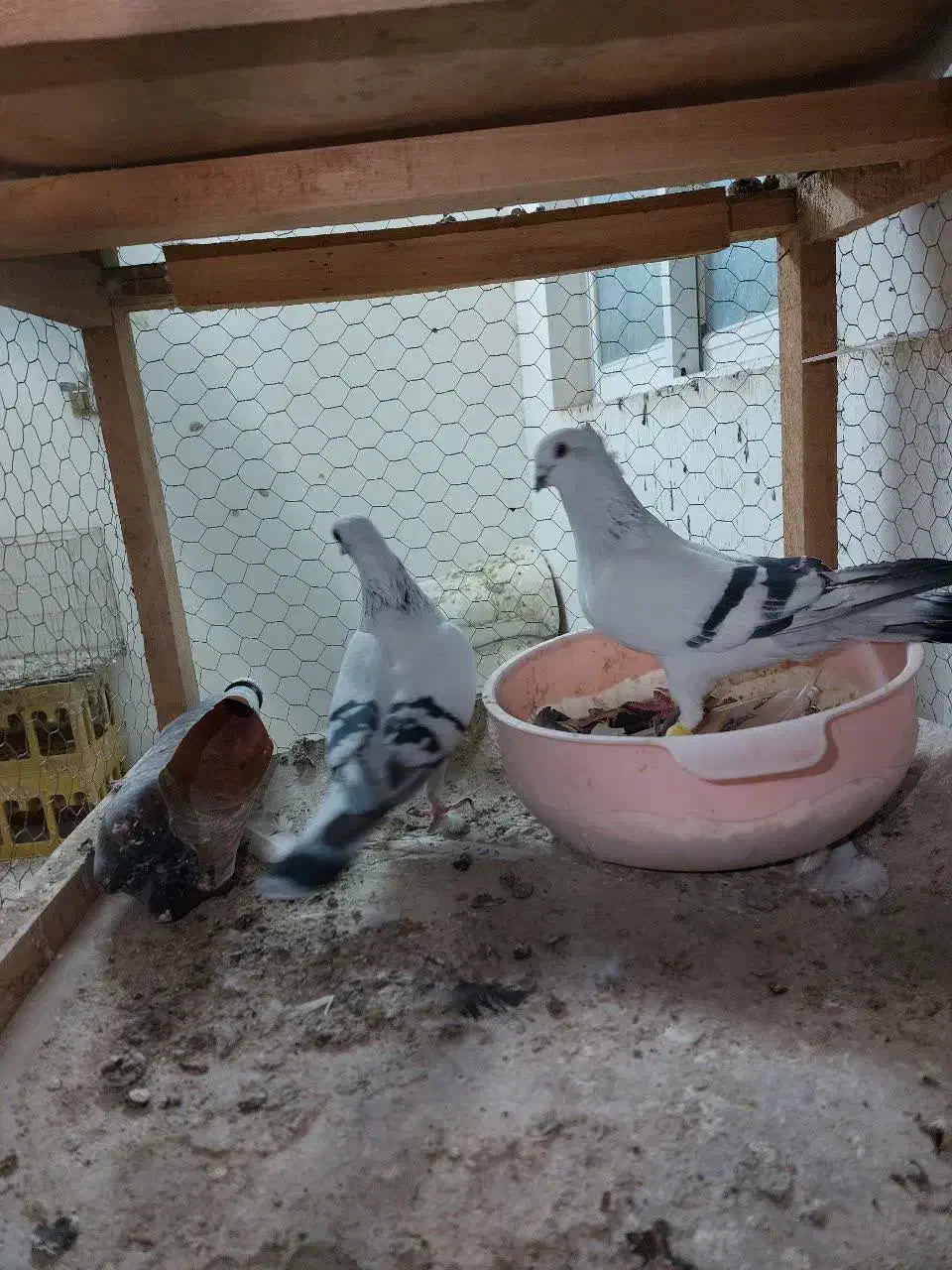 کفتر شامی عروسک|پرنده|مشهد, شهرک مهرگان|دیوار