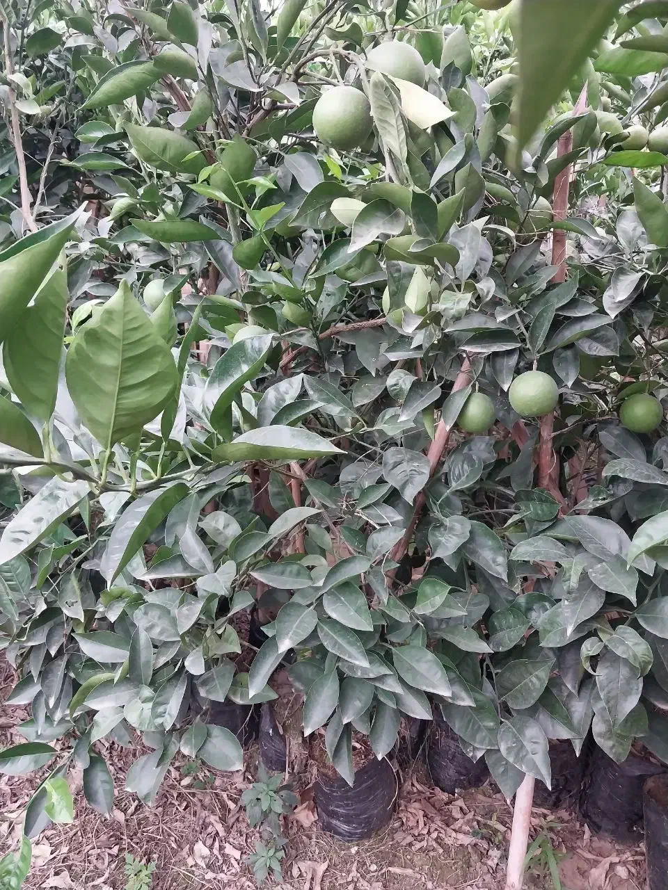 فروش یکجا نهالهای نارنج و پرتقال باردار و بدون بار|خدمات باغبانی و درختکاری|قائمشهر, |دیوار