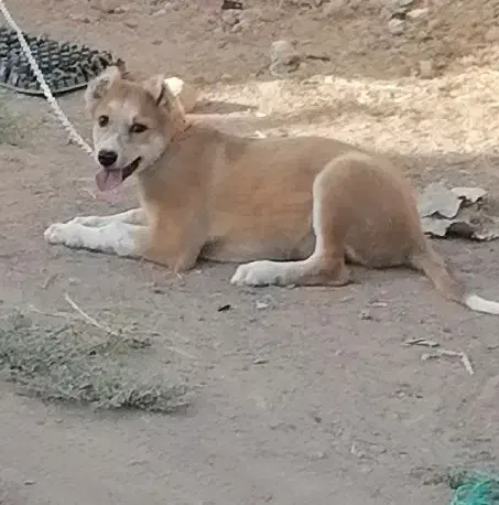 توله سگ شش ماهه|سگ|یزد, |دیوار