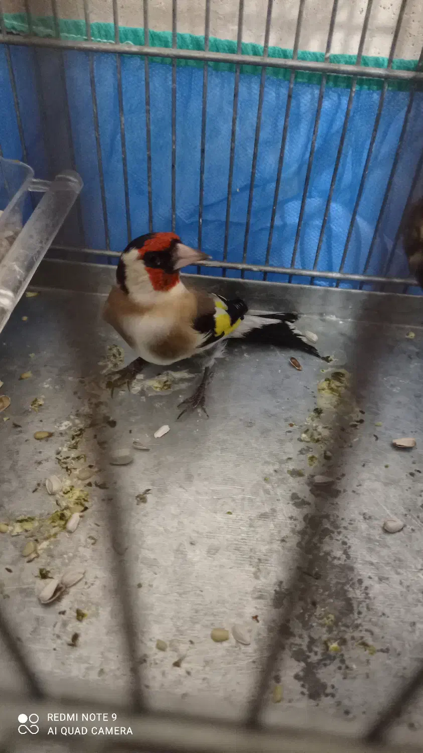 سیره|پرنده|کامیاران, |دیوار