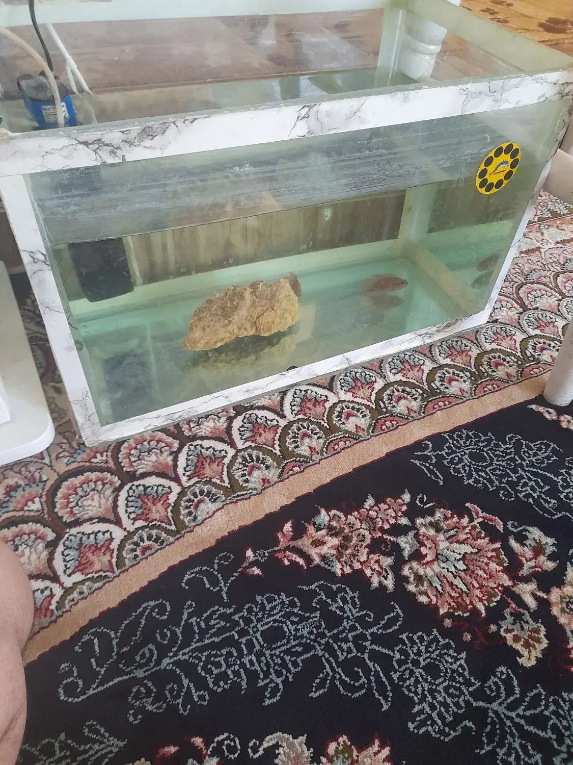 آکواریوم|ماهی|شیروان (خراسان), |دیوار