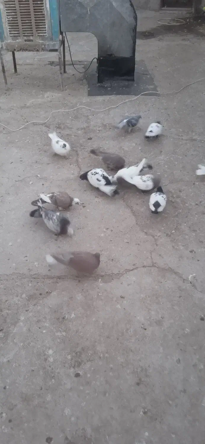 13تاکفتر صید|پرنده|مشهد, کشف|دیوار