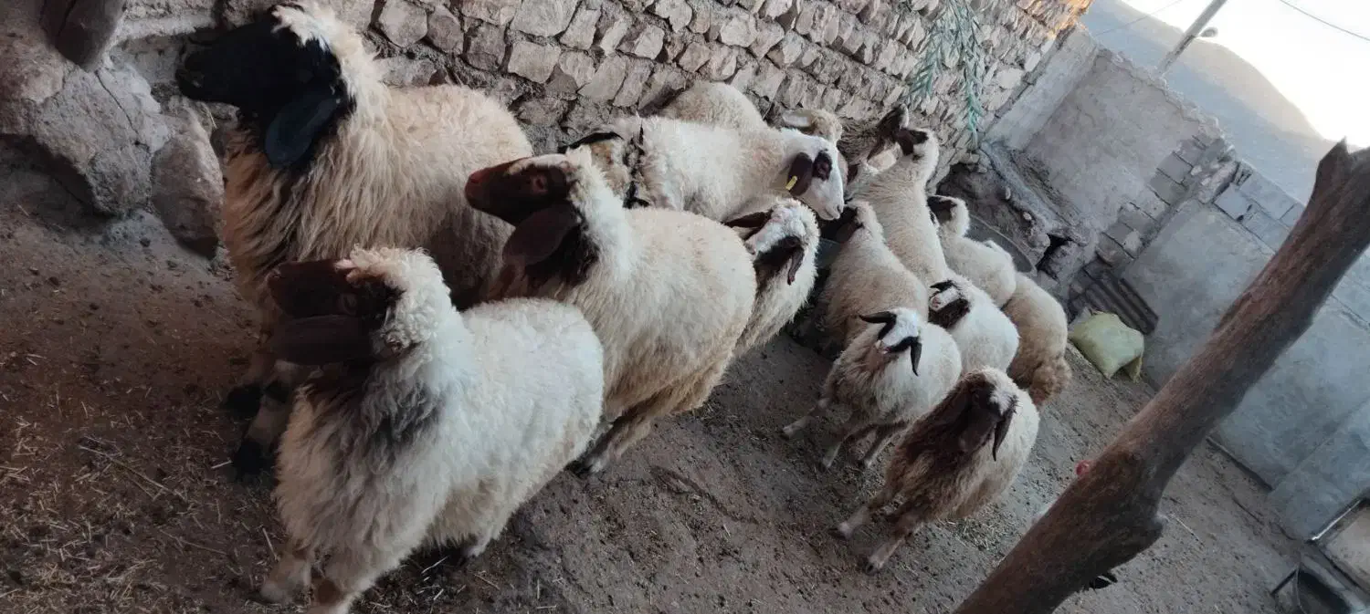 بره سفید|حیوانات مزرعه|اسلام‌‌آباد غرب, |دیوار