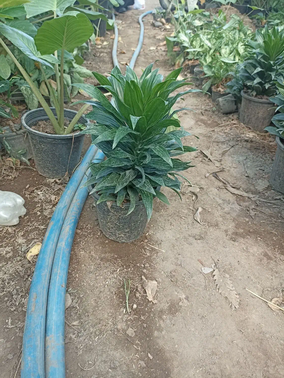 کامپکت سطل 3و4  آگلونما سطل 4|گل و گیاه طبیعی|عباس‌آباد, |دیوار