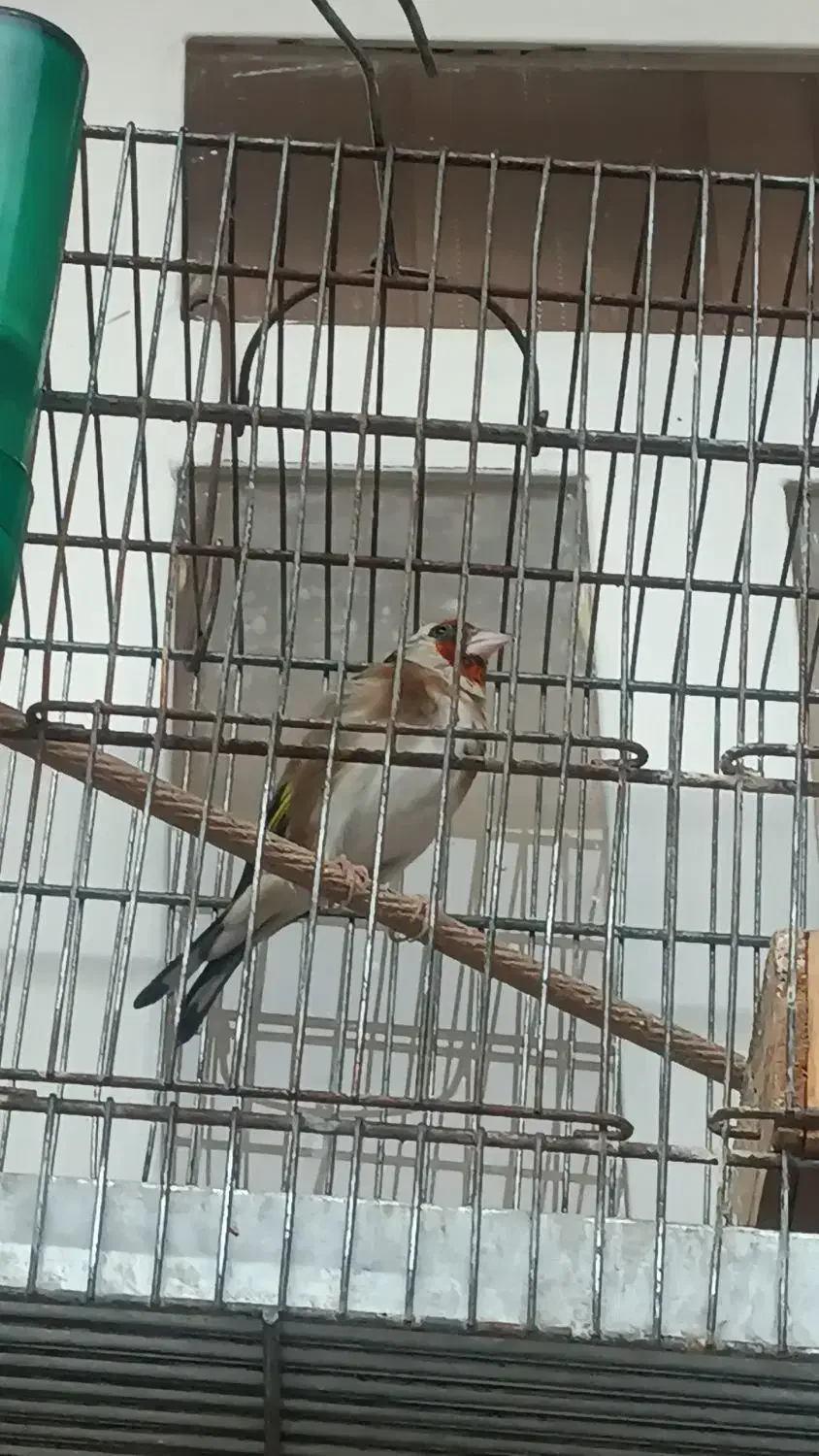 سهره|پرنده|شیراز, تندگویان|دیوار