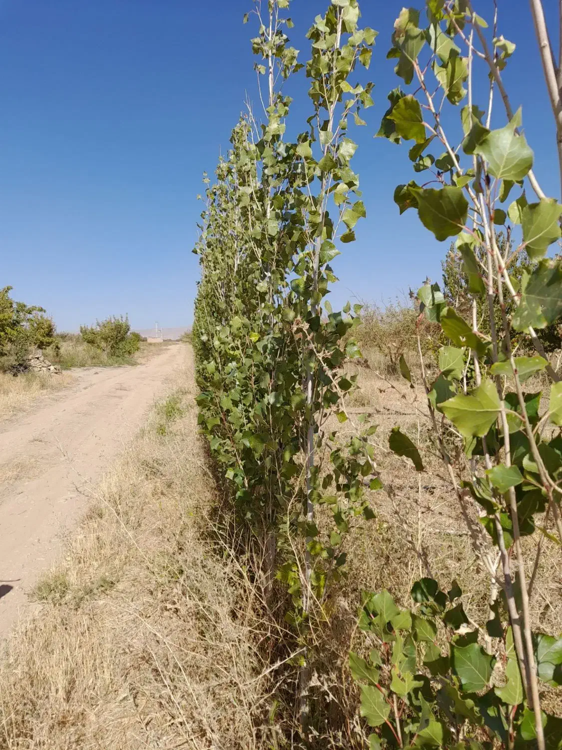 فروس باغ|فروش زمین و ملک کلنگی|زنجانرود, |دیوار