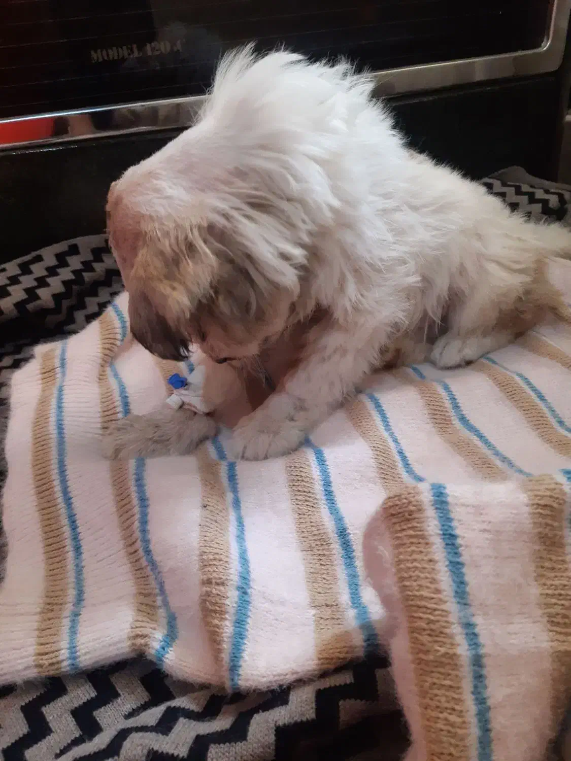 سگ پامرا|حیوانات|سنندج, |دیوار