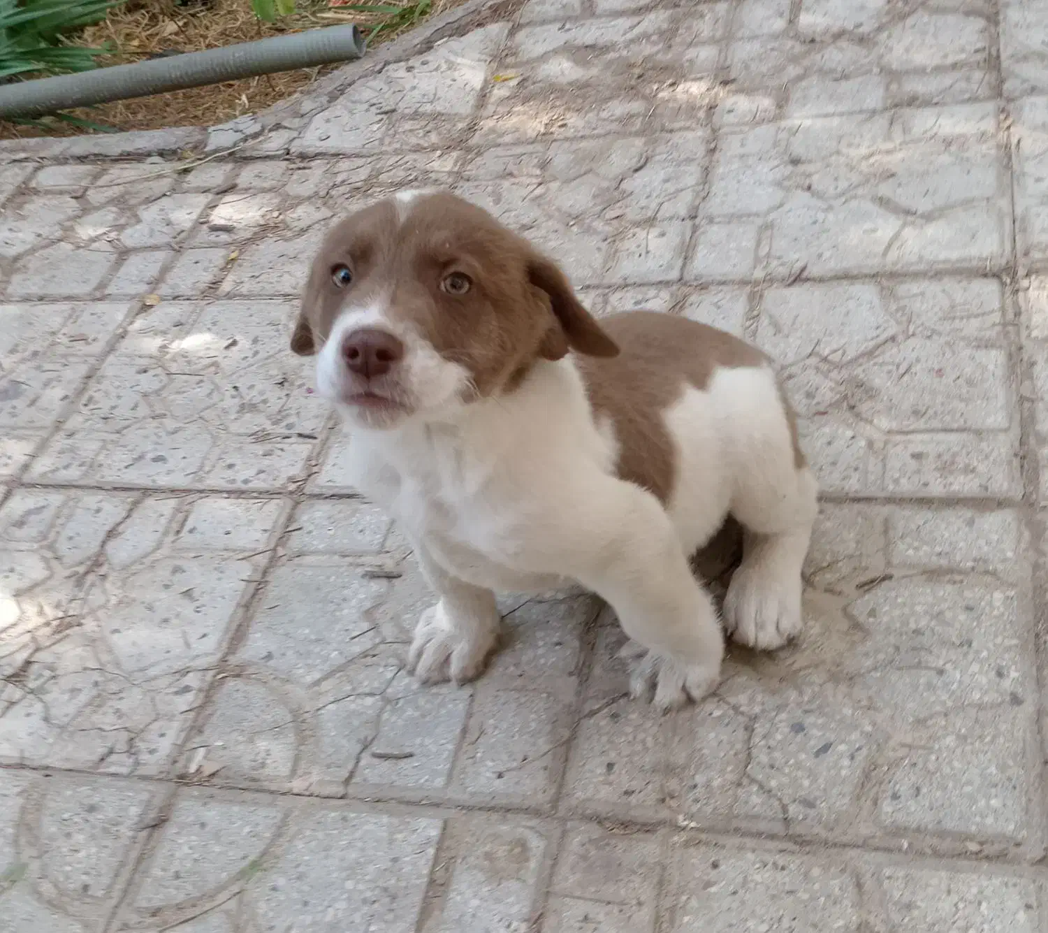 توله نر پنجه دار|سگ|کرمان, |دیوار