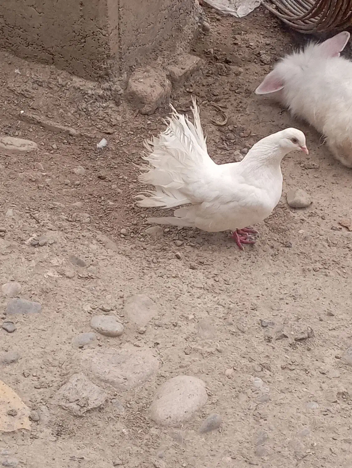 کبوتر دم چتری|پرنده|گرگان, |دیوار