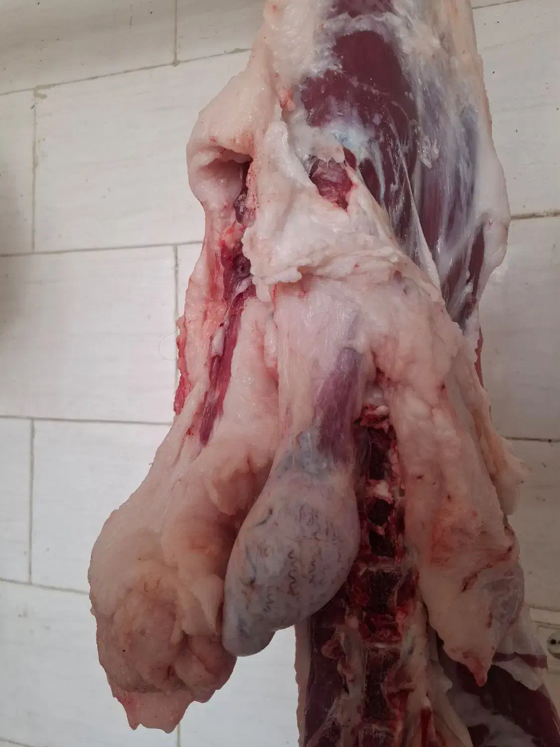 دنبه گوسفندی درجه1|خوردنی و آشامیدنی|بافت, |دیوار