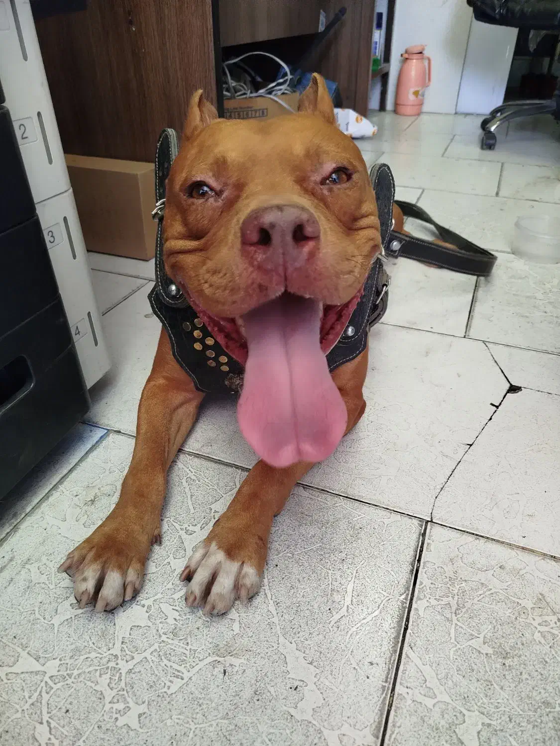 پیتبول نر|سگ|فردیس, قریشی|دیوار