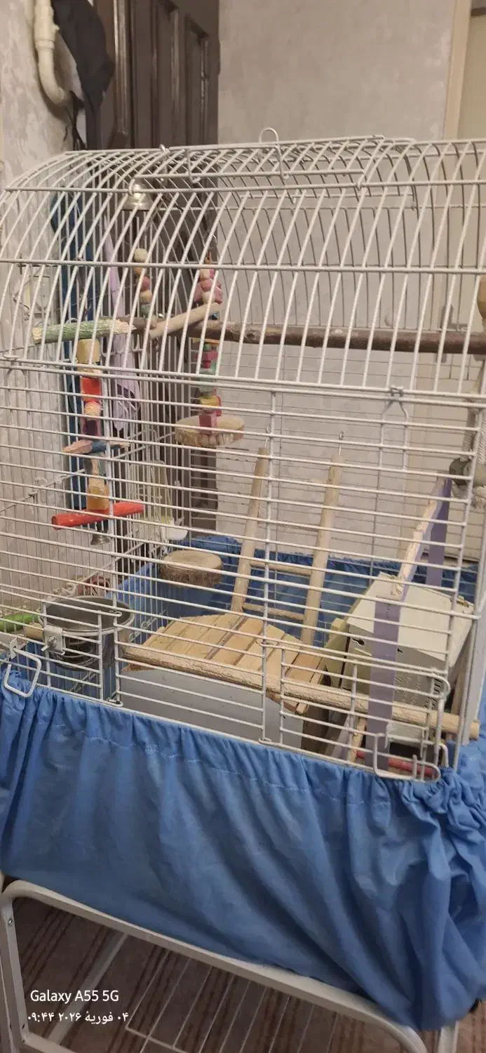 قفس طوطی وغیره...|لوازم جانبی حیوانات|فردیس, فردیس|دیوار