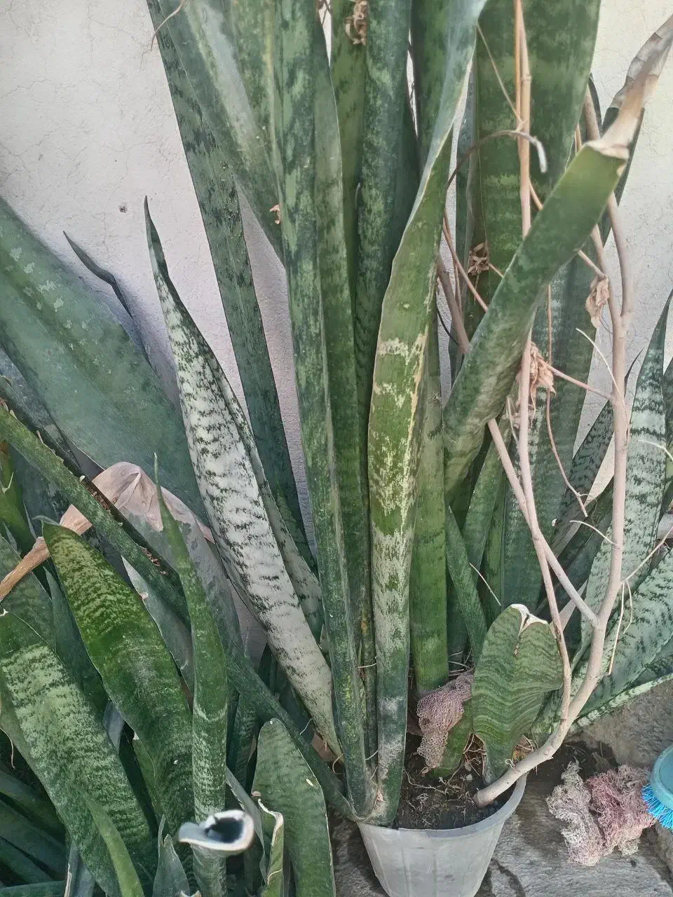 کاکتوس شاخ گوزنی و برگ|گل و گیاه طبیعی|بندرعباس, |دیوار