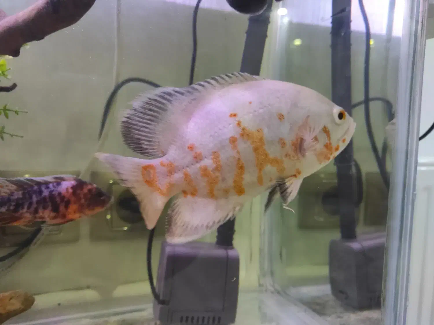 فروش ۳ عدد ماهی اسکار|ماهی|لاهیجان, کوه بیجار|دیوار