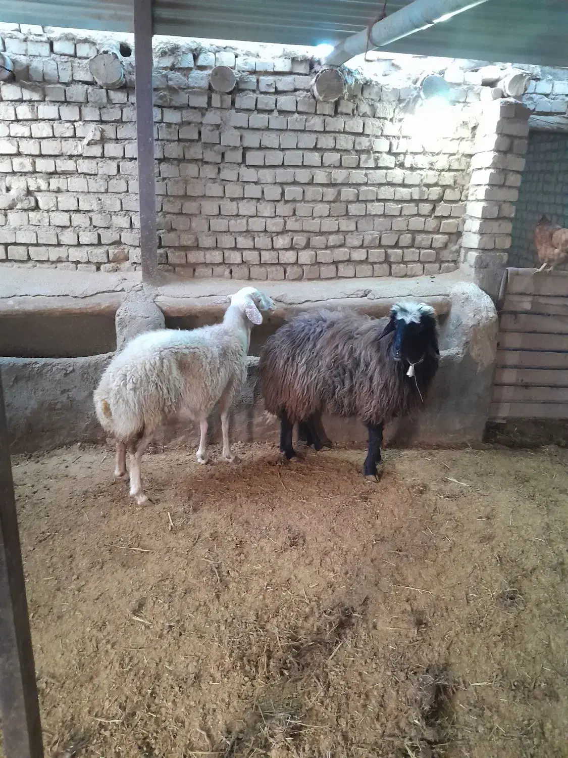 میش سالم و سرحال مناسب داشت|حیوانات مزرعه|محلات, |دیوار